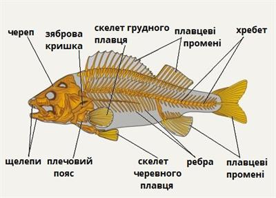 Опорно-рухова система кісткових риб — урок. Біологія, 7 клас.